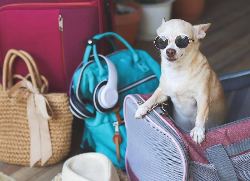 Chihuahua wearing sunglasses in pet carrier with travel bags
